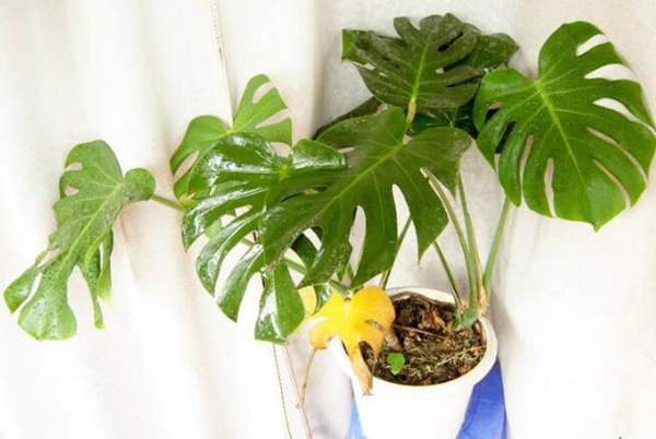 龜背竹幼葉發(fā)黃怎么辦，5種原因以及處理方法介紹