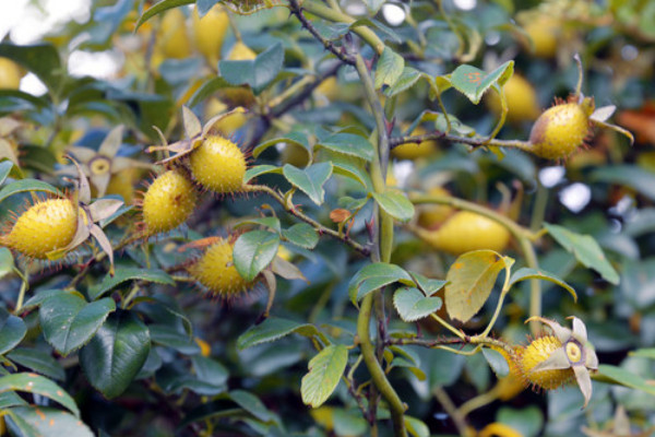 金櫻子栽培高產(chǎn)技術