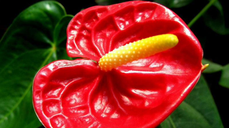 火鶴的養(yǎng)殖方法，火鶴花養(yǎng)殖有哪些注意事項