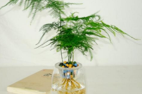 文竹可以水培嗎，可以水培需做好養(yǎng)護(hù)工作