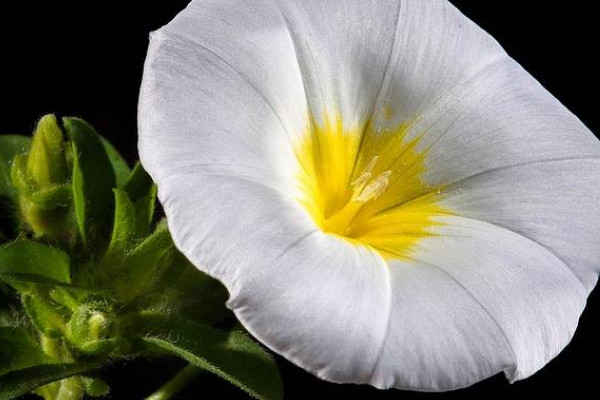 牽?；ǚN子怎么催芽