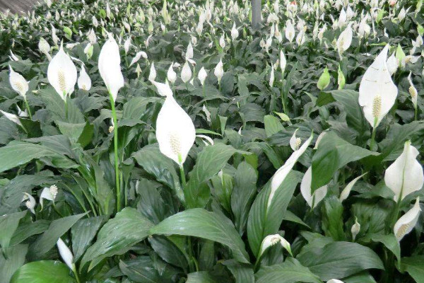 一帆風順葉子下垂怎么辦