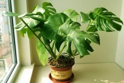 龜背竹幼葉發(fā)黃怎么辦，5種原因以及處理方法介紹