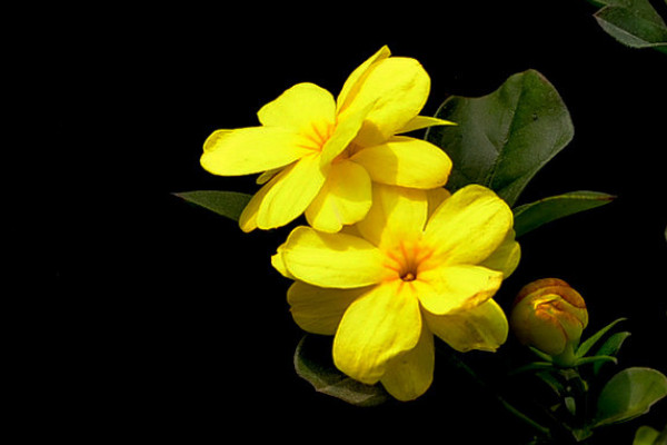 迎春花與杜鵑花的對(duì)比