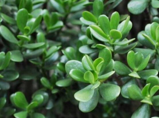 燕子掌的養(yǎng)殖方法和注意事項，老農(nóng)總結(jié)最實用八大養(yǎng)殖技巧