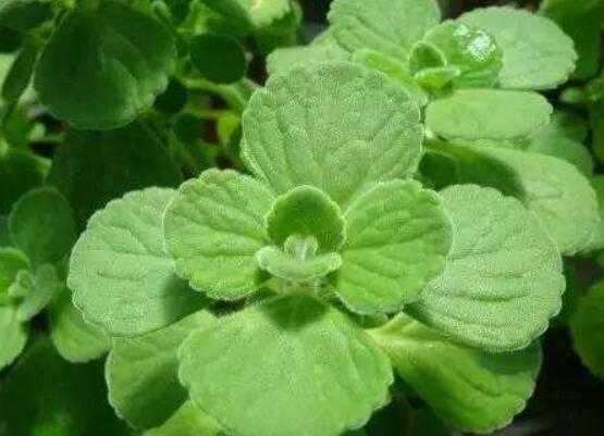 驅(qū)蚊草碰碰香有毒嗎，無毒/凈化空氣、醒腦提神