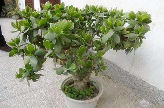 盆栽玉樹怎么養(yǎng)護(hù)，老農(nóng)總結(jié)七大養(yǎng)護(hù)方法