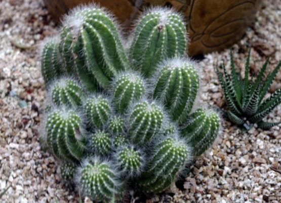 仙人掌的用途與價(jià)值，清熱解毒、消炎解暑、開胃健脾、清咽潤肺