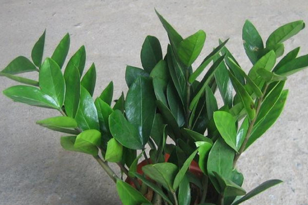 金錢(qián)樹(shù)蔫蔫皺皺的怎么辦