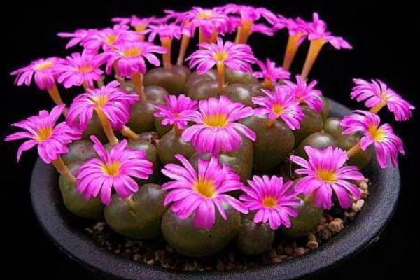 生石花開花還能活嗎，開花后會(huì)脫皮但不會(huì)死