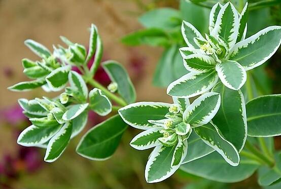 六月雪掉葉子怎么回事，最簡單實(shí)效三種解決辦法