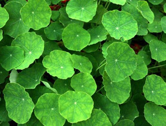 銅錢草水培好還是土培好，水培和土培兩者皆好