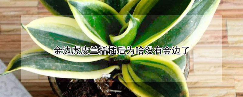 金邊虎皮蘭扦插后為啥沒(méi)有金邊了