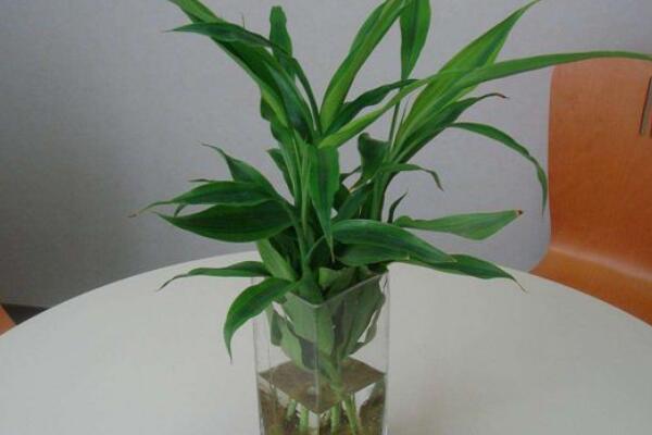 幸運竹和富貴竹的區(qū)別