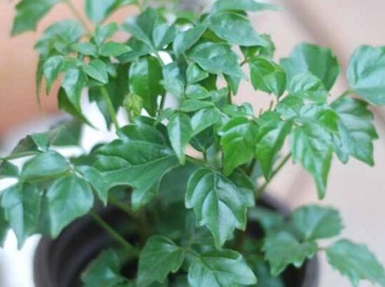 幸福樹的養(yǎng)殖方法，老農(nóng)教你八大基本養(yǎng)殖方法