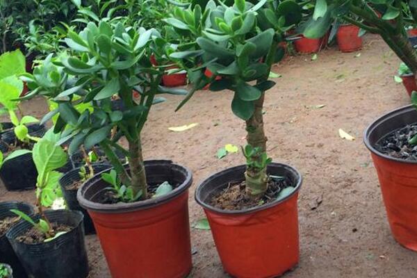 玉樹怎樣長得快，掌握5大要點