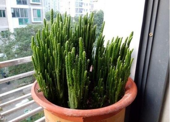 仙人掌的不同品種有哪些，欣賞最好看的六大品種