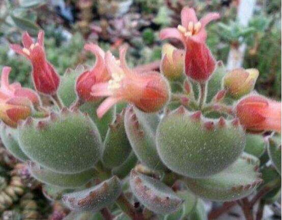 熊童子怎么養(yǎng)開(kāi)花，做好五個(gè)要點(diǎn)花開(kāi)爆盆