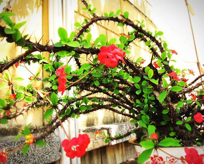 盆栽虎刺梅的養(yǎng)殖方法，施肥澆水頭頭要顧到