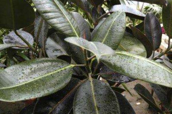 橡皮樹(shù)長(zhǎng)太高怎么辦，及時(shí)的移動(dòng)并修剪