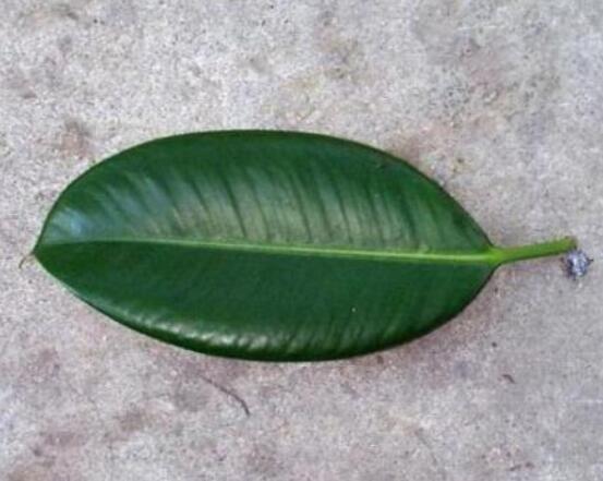 橡皮樹(shù)的葉插方法，擇基部下小嫩芽葉片/春秋季節(jié)扦插最佳