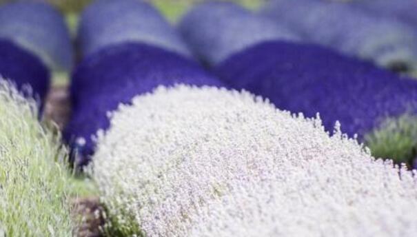 藍(lán)色薰衣草花語(yǔ)，一對(duì)戀人之間的心心相印