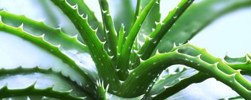 怎么養(yǎng)蘆薈變粗