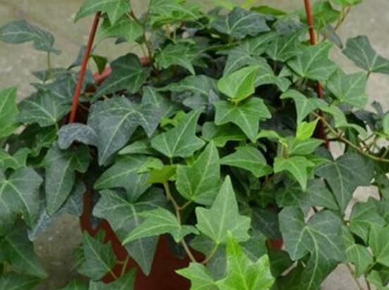 常青藤除甲醛嗎，每平方米可吸收甲醛1.48毫克