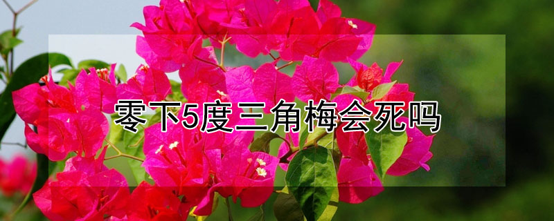 零下5度三角梅會死嗎
