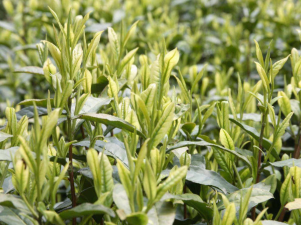 白茶的栽培與種植技術