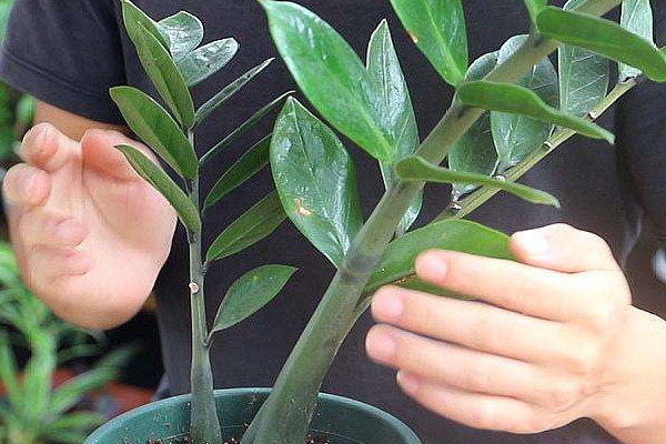 怎樣培植金錢(qián)樹(shù)的幼苗