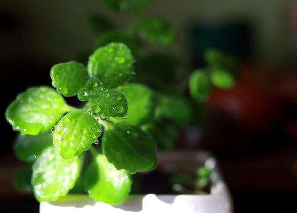 碰碰香花有毒嗎，不光沒毒并且還有很大的作用