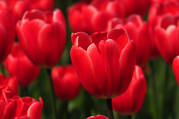 郁金香春節(jié)開花嗎