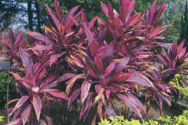 紅鐵樹(shù)的功效與作用，主要在于藥用以及觀賞