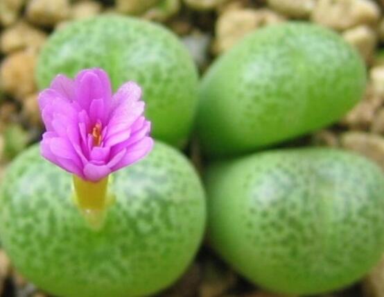 生石花怎么養(yǎng)長(zhǎng)得快，老農(nóng)總結(jié)五個(gè)快速生長(zhǎng)好方法