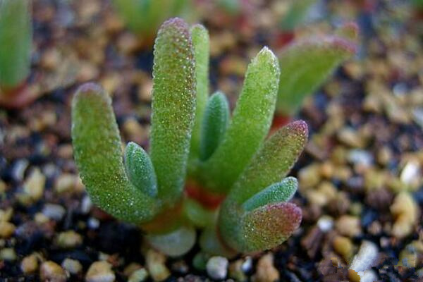 碧光環(huán)種子怎么種，分享碧光環(huán)的播種經(jīng)驗(yàn)