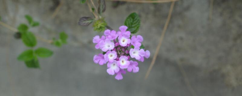 五角梅盆栽怎么養(yǎng)