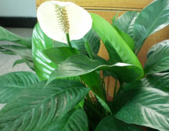 一帆風(fēng)順蔫了怎么補救，四種原因以及補救辦法