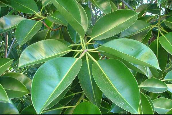 橡皮樹泡水生根的方法，3個步驟讓你橡皮樹深根固柢