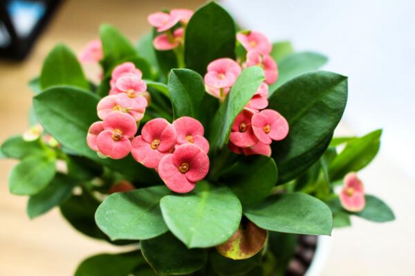 屋里養(yǎng)虎刺梅有毒嗎，不僅有毒還會產(chǎn)生致癌物質(zhì)