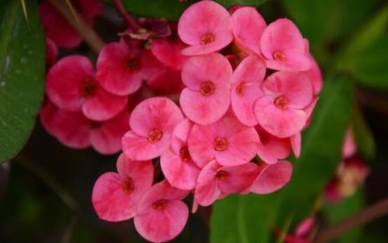 虎刺梅的養(yǎng)殖方法，老農(nóng)總結(jié)六大最實用基本養(yǎng)殖技巧