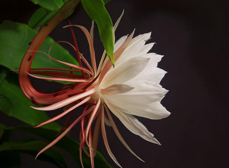 曇花種子種植方法，白天接受足夠的光照晚上才能開花