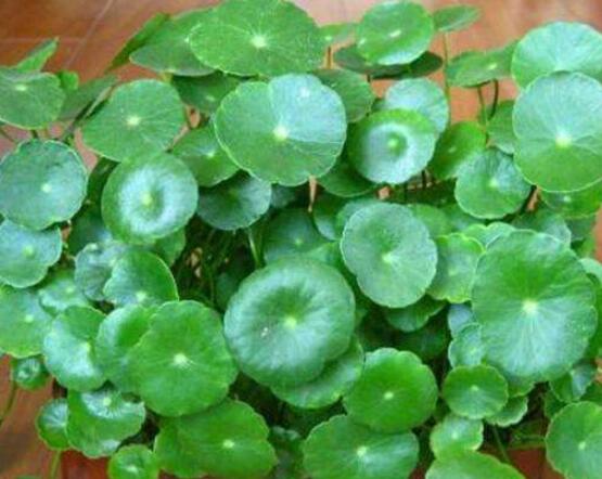 水培銅錢草葉子發(fā)黃怎么辦，四種原因以及解決方法