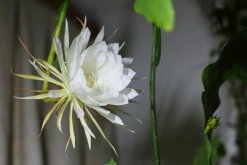 曇花的四季養(yǎng)護(hù)，一年四季不同的養(yǎng)護(hù)方法