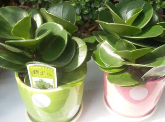 碧玉怎么養(yǎng)才能瘋長(zhǎng)，做好這六點(diǎn)可生長(zhǎng)得盆盆爆滿