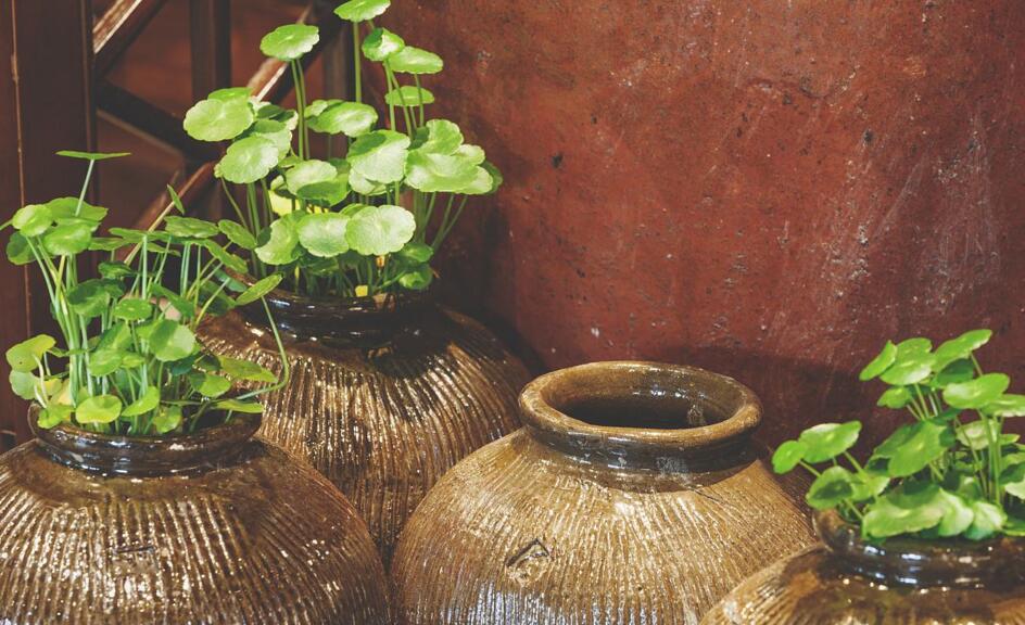 銅錢(qián)草放在什么位置好，放在陽(yáng)臺(tái)上最合適
