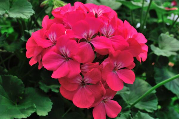 天竺葵泡水生根方法，3步即可天竺葵的水培