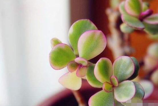 雅樂(lè)之舞的養(yǎng)殖方法和注意事項(xiàng)，老農(nóng)總結(jié)最實(shí)用八大養(yǎng)殖方法