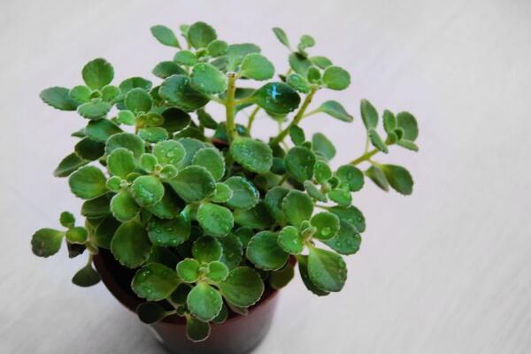 碰碰香放臥室有害嗎，對少部分過敏人群帶來不適