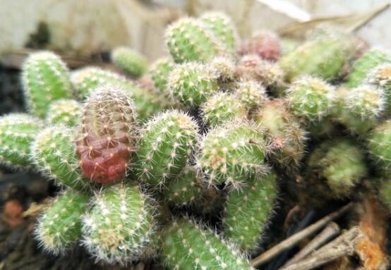 仙人掌的用途與價值，清熱解毒、消炎解暑、開胃健脾、清咽潤肺